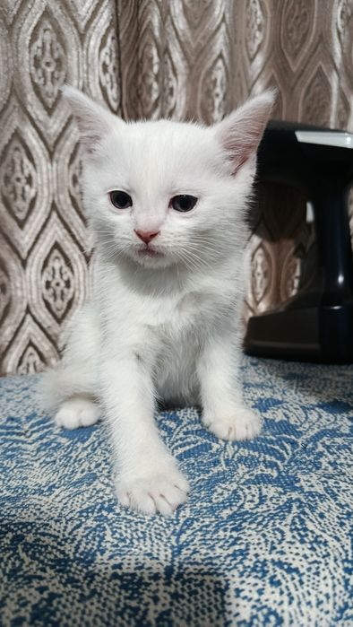 Продаются котята