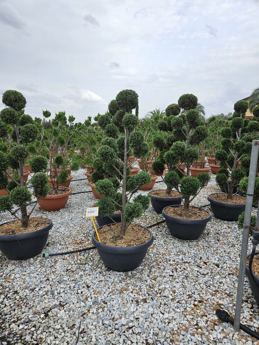 Pom pon calitate superioară