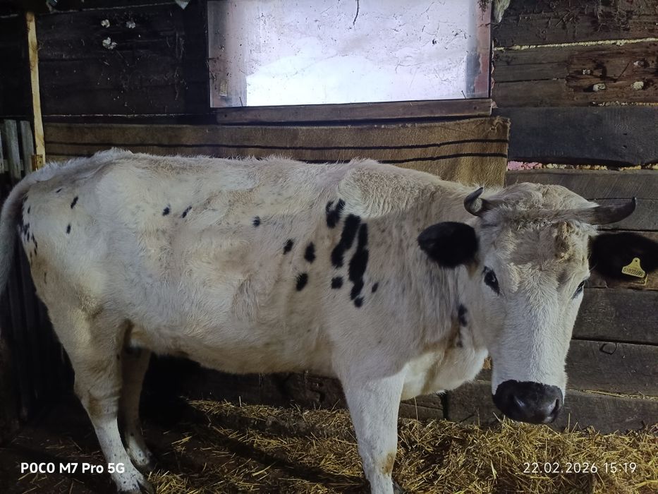 Продам    корову