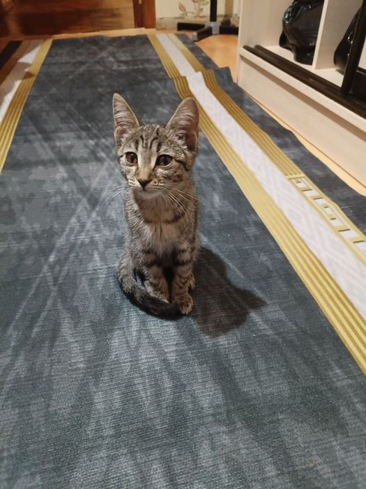 Отдам котёнка бесплатно