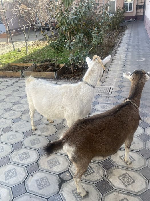 Эчки занин.