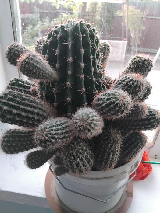 Гул домашний сатылады