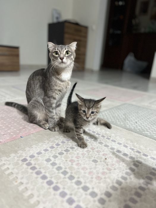 Отдам кошечку-девочка в доьрые руки