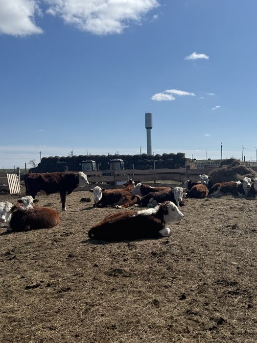 Продажа племенных бычков
