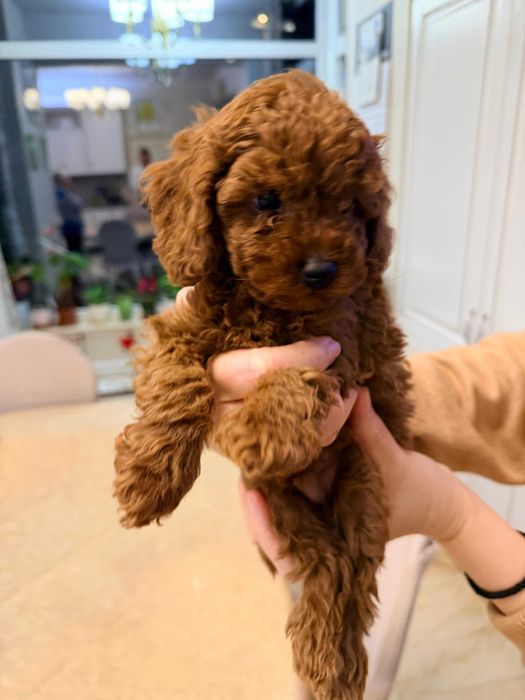 Fetite Pudel/Poodle toy mini cu pedigree