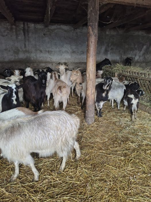 Capre bune de tinut Sinoie • OLX.ro