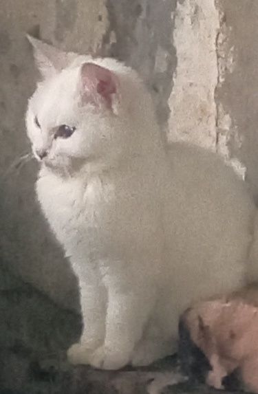 Продаются котята скотиш-фолд девочки . Белые.