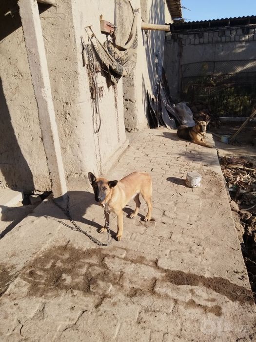 Malinovoy zotli kuchuk
