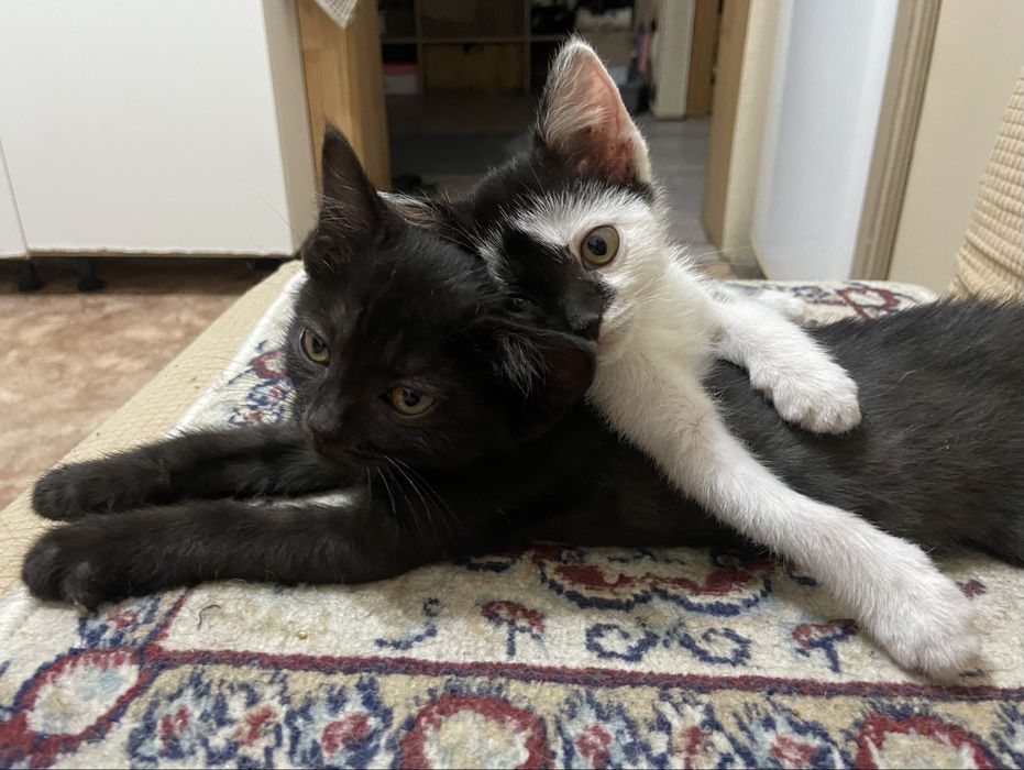котёнок (кот / он) бесплатно