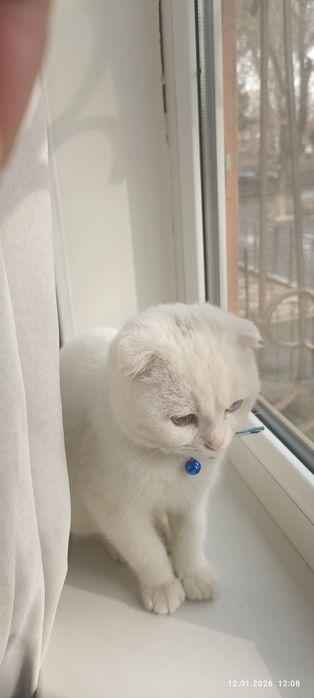 Белый кошка пародали