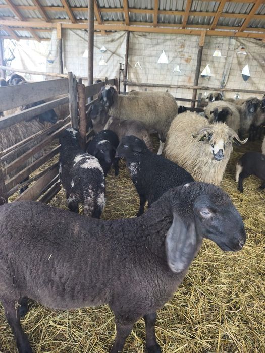 Vând berbeci berbecuți și oi carabase