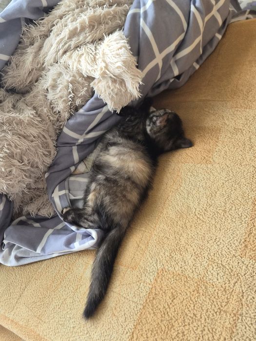 Отдаю кошек бесплатно