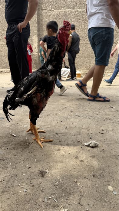 Дакан 9 ойлик жужа Зоти Корея