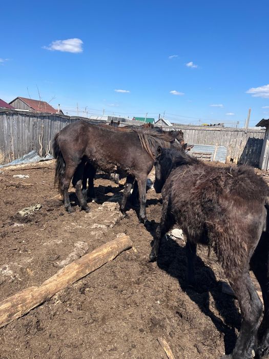 Продам лошадей 500 тыс