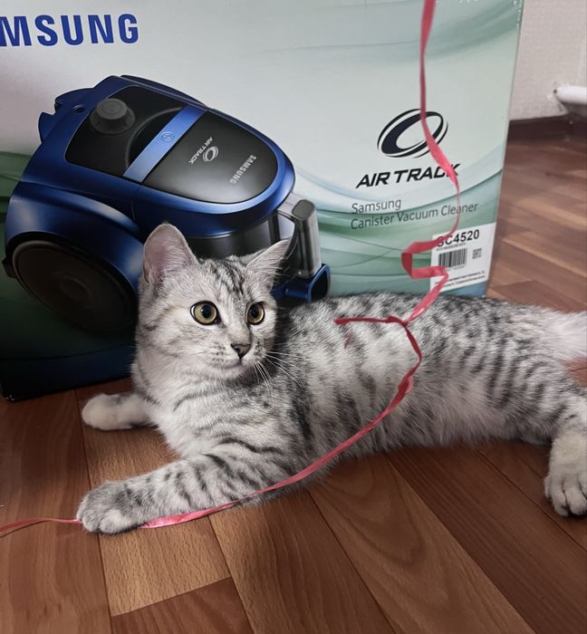 Мысык сатылады бағасы 2 мын тг