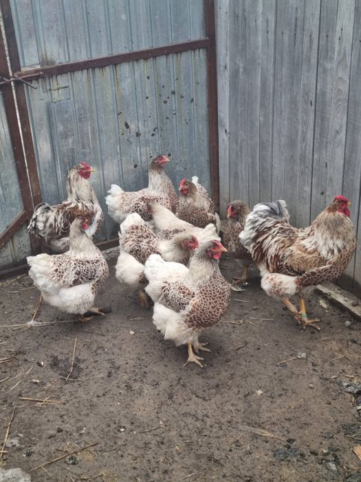 Oua de incubat Wyandotte