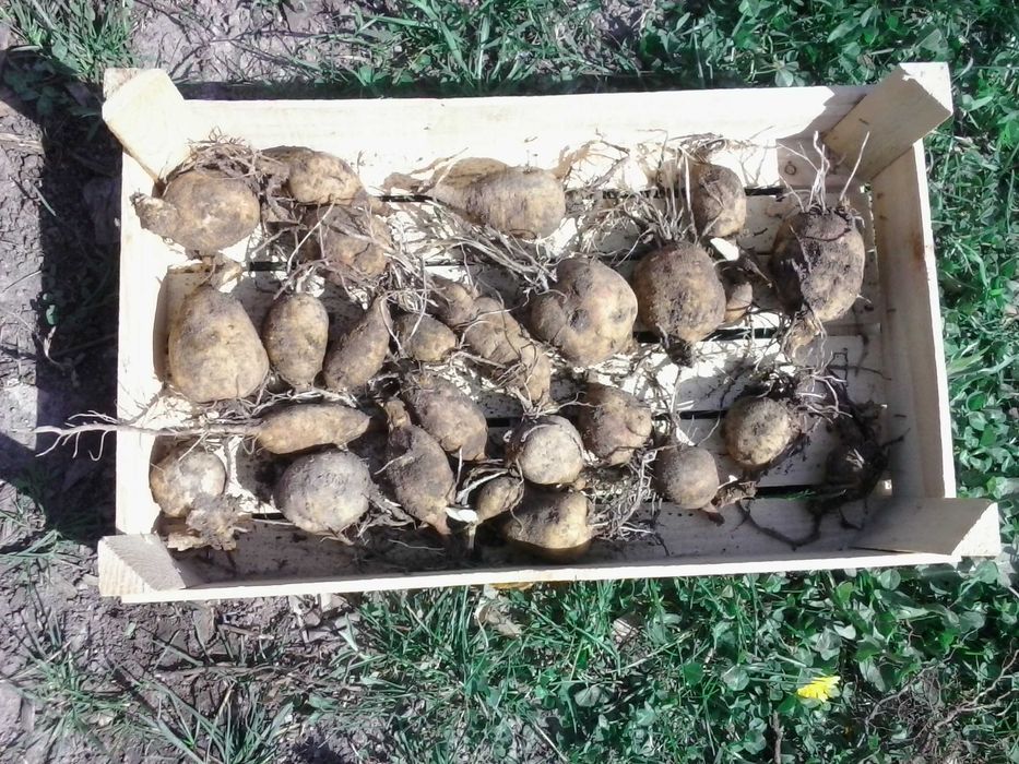 Продавам грудки от далии (гергини)