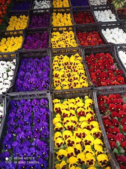 Ер гуллар 

Питония 2 500 сўм донаси 
Шафран 3 000 сўм донаси 
Салвия