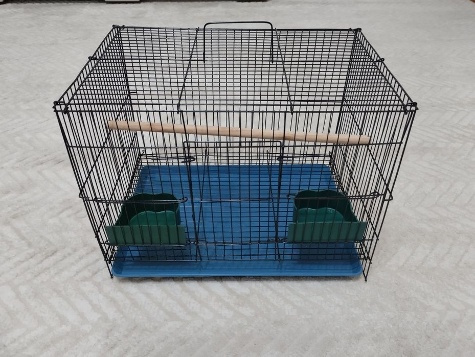 Андука Арлекино самец