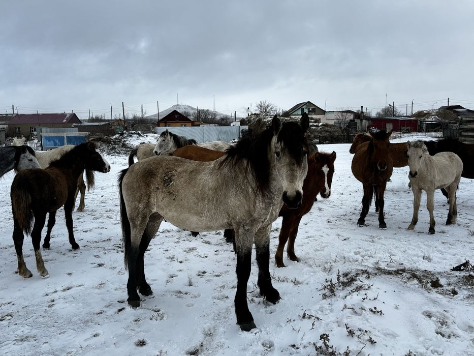 Айғыр (Жеребец )