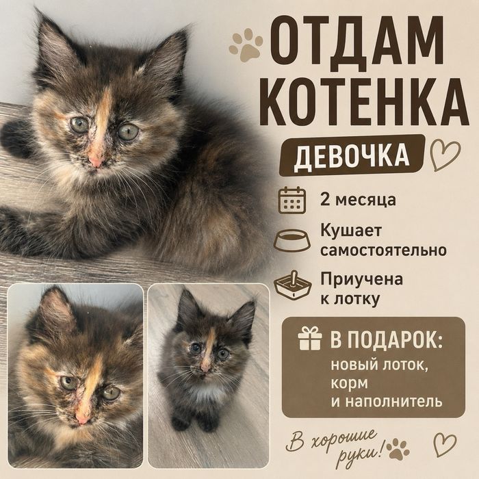 Отдам котенка в добрые руки