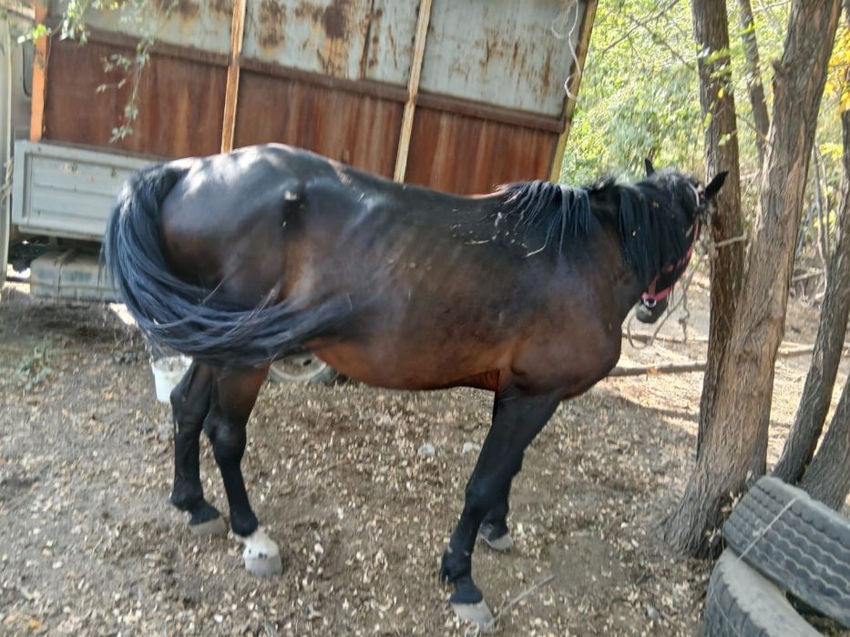 Айгыр-Жеребец 6 жасар