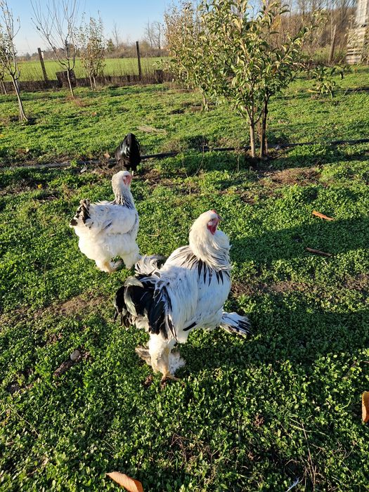 Familie Brahma HD 1+1 an 2024