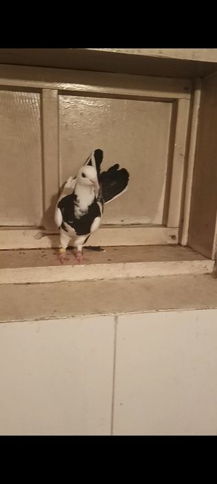 Продам голубей разных