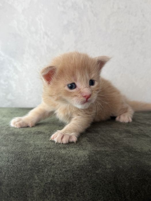 Котенок мейн кун бронь