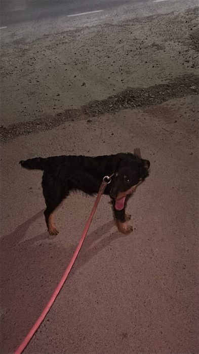 Ягдтерьер 11-айлық ұрғашы