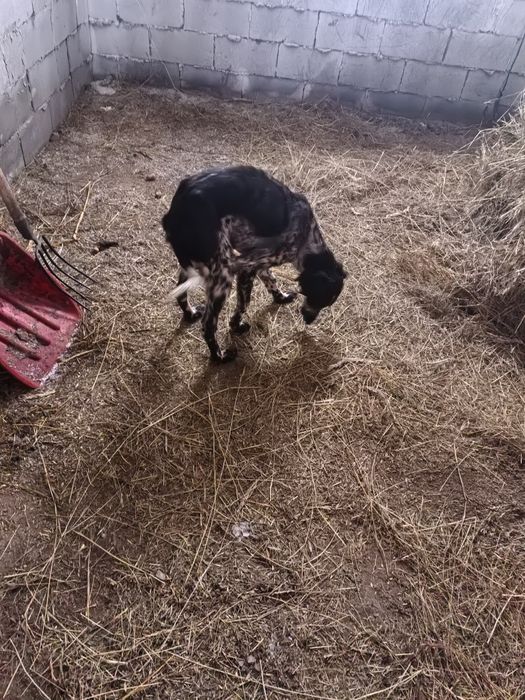 Сабака , тазы шенок