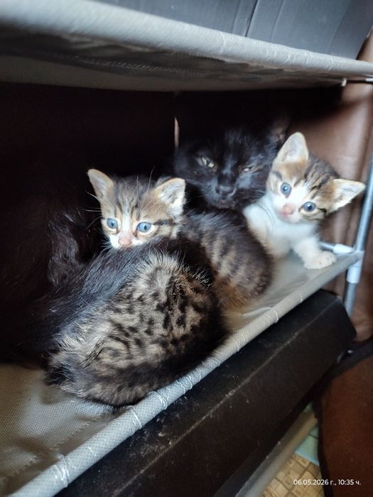 Подарявам малки котенца