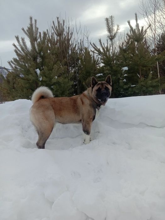 Ищем суку для вязки