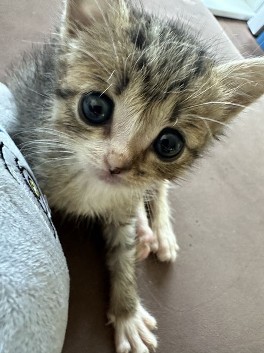 Отдам котенка мальчик