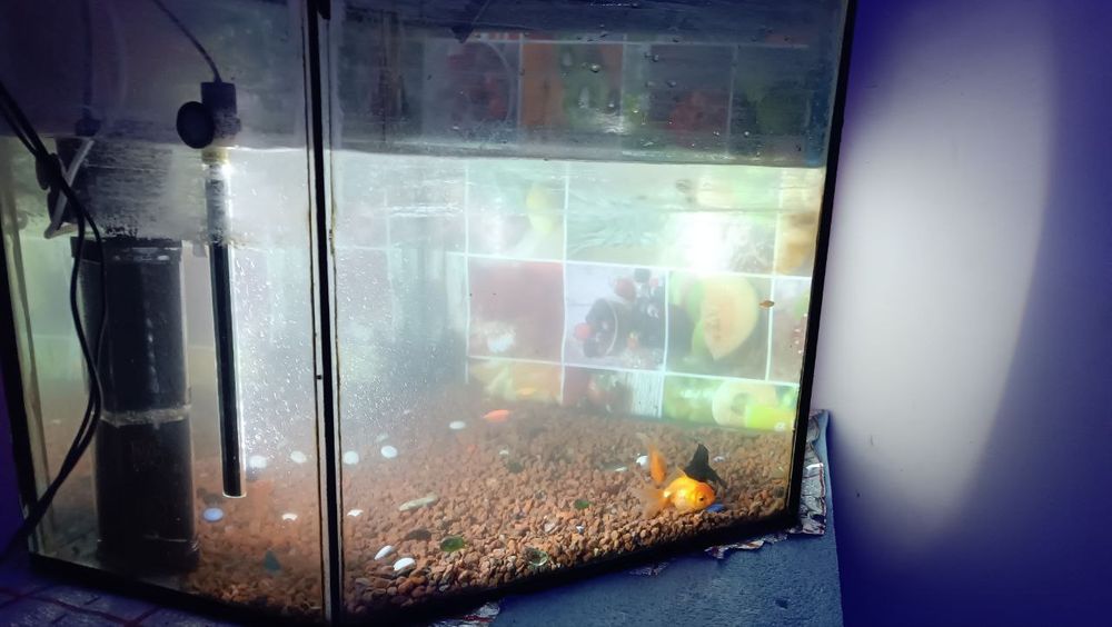 Akvarium baliqlar uchun