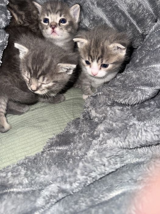 Отдам котят бесплатно.                                             ))