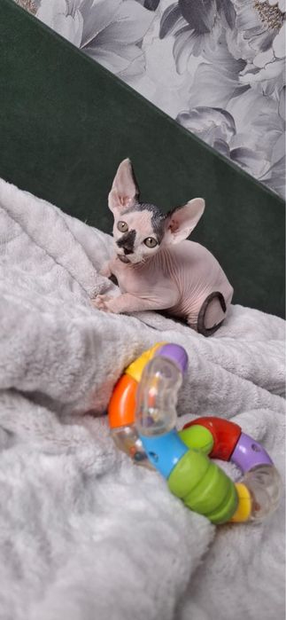 Донской сфинкс.