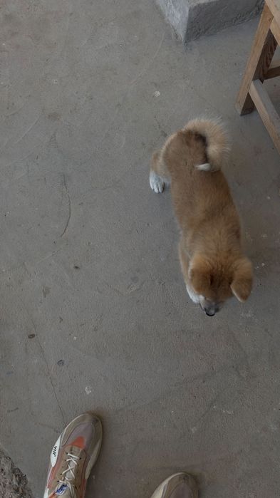 Продам щенка акиты ину