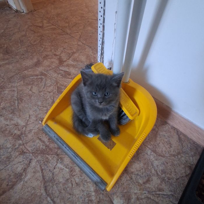 В добрые ручки,бесплатно