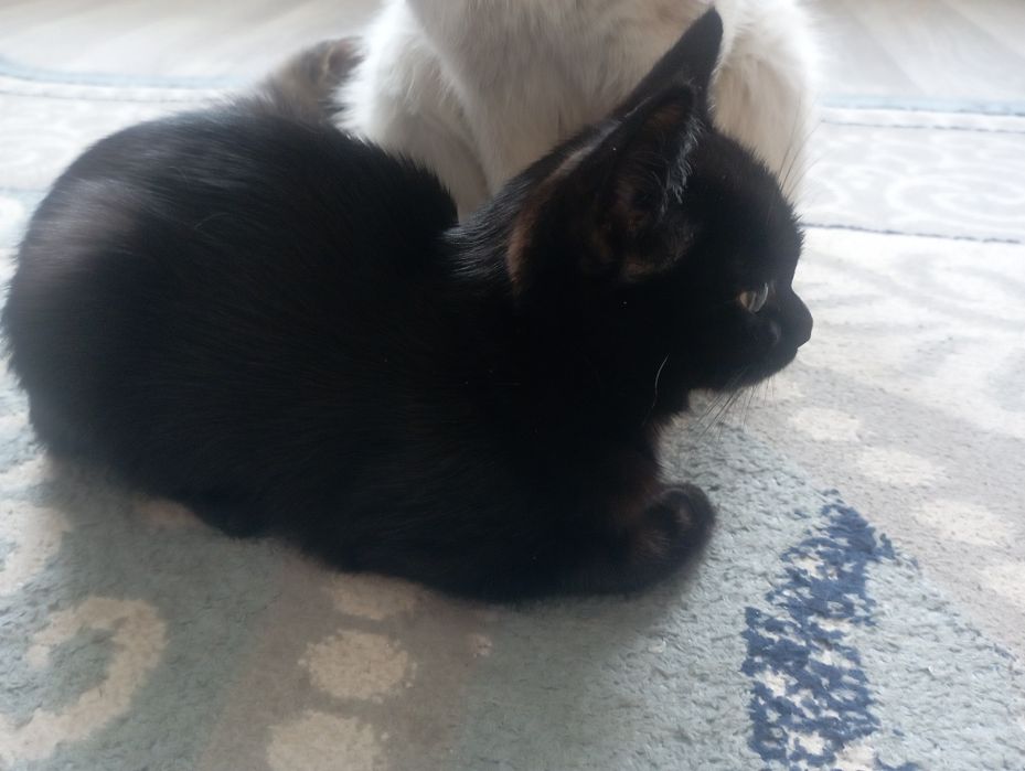 Отдам в хорошие руки