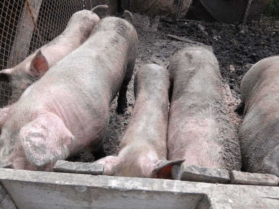Продавам прасета ,кози и шилета