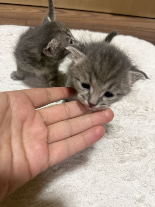 Отдадим котят в добрые руки