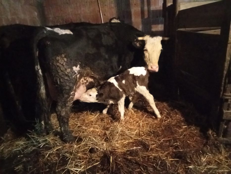 Vacă de lapte fătată de curând