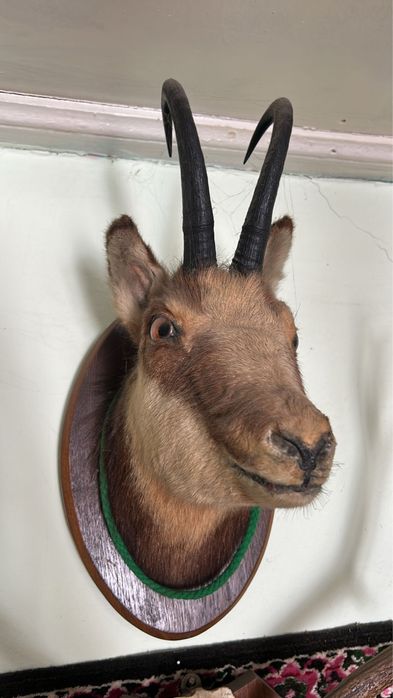 Vand Capra neagra chamois