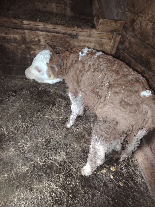 vând 2 vitei baltata românească