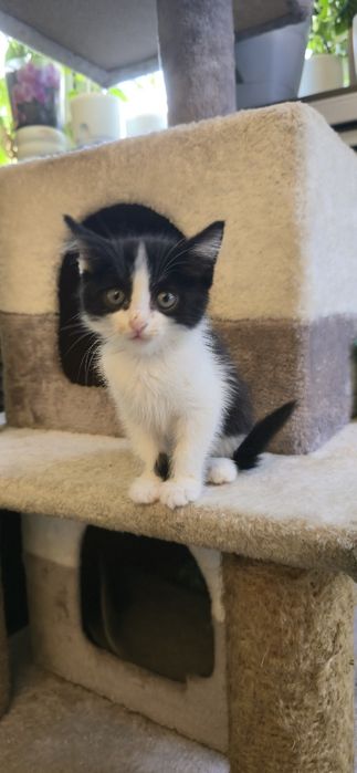 Котёнок девочка в добрые руки