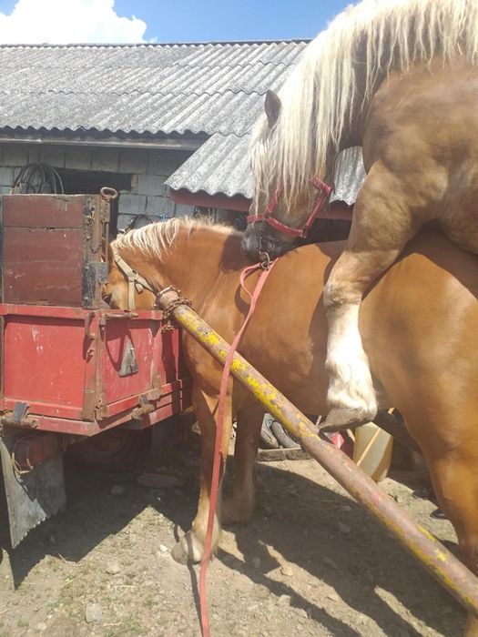 Vînd mînza de 3 pe 4 ani are în jur de. 1000 kg