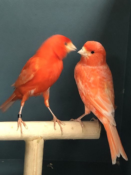 Канареки пара Турция