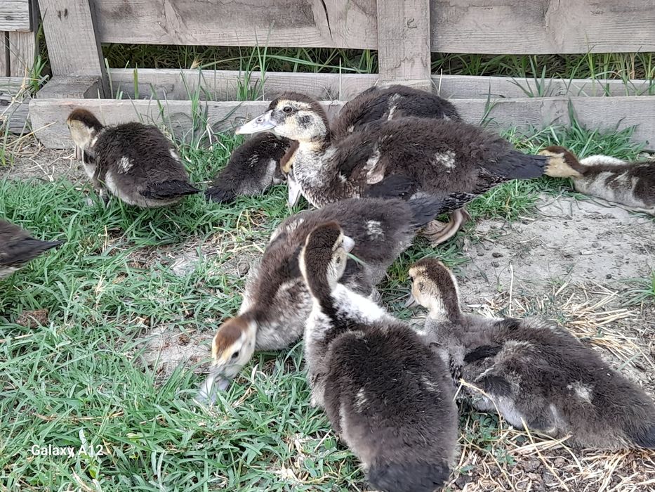 indoutka jo‘jalari sotiladi 10ta srochna sotiladi