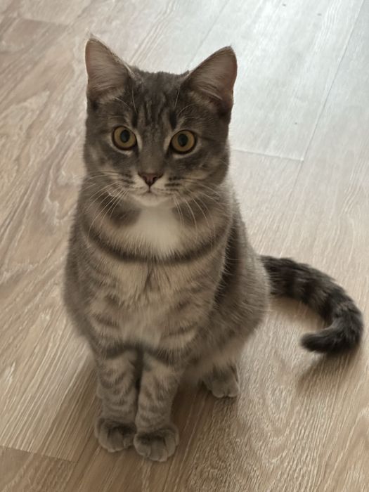 Отдаем кота в хорошие руки